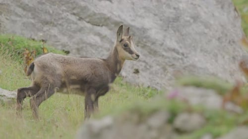 Cachorro de rebeco y madre cruzando un prado. (4K)