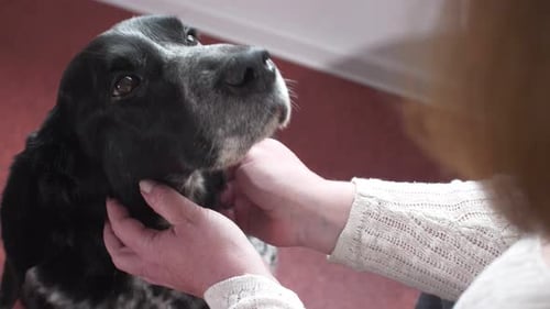 Eine Frau streichelt ihren Hund, einen alten schwarzen Spaniel mit weißen Flecken, Nahaufnahme von Schnauze und Händen