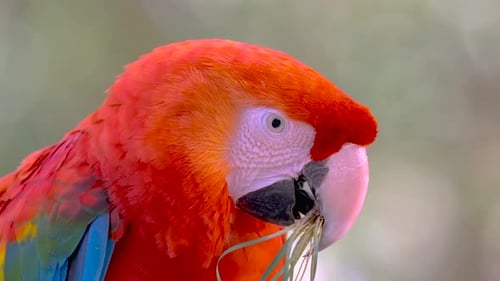 Der Ruf des einsamen Vogels: Das Geheimnis und die Majestät einsamer Vögel