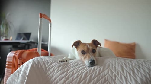 Jack Russell Terrier Dog Relaxing on Bed