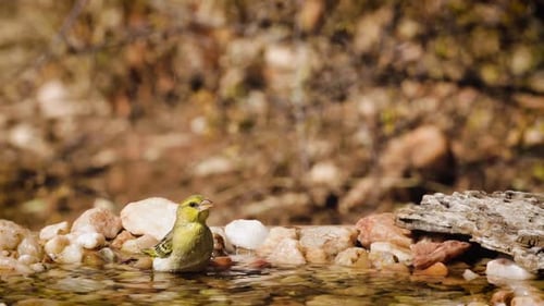 Red headed weaver in Kruger National park, South Africa