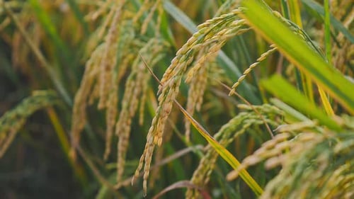 Golden rice paddy in the rice field