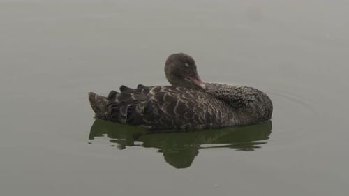 Nahaufnahme von Swan am See Schöne ländliche Aussicht