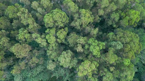 Treetops Of A Dense Forest Over Valleys In National Park. Aerial Drone Shot