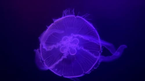 Nassau, Bahamas Circa-2021: Jellyfish Swimming in Aquarium Animal