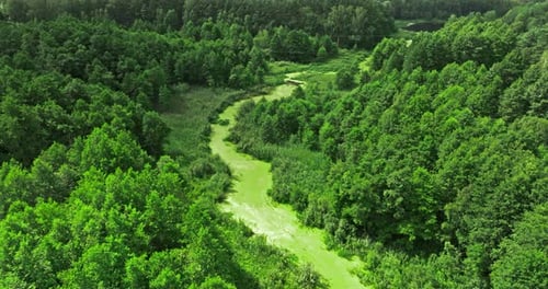 Green algae on river and swamps between forest, aerial view