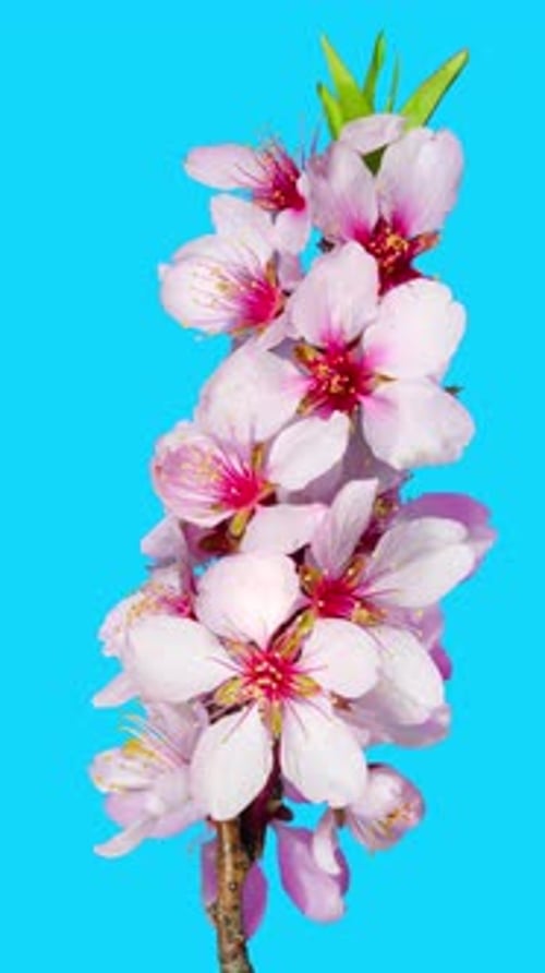 Almond Flowers Bloom in Time Lapse on a Blue Background. Macro Timelapse Video of Spring Tree