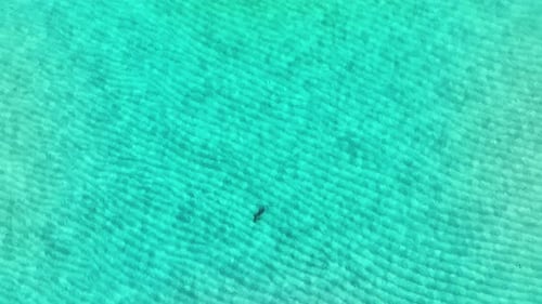 Aerial view of a fish in turquoise water, Maldives.