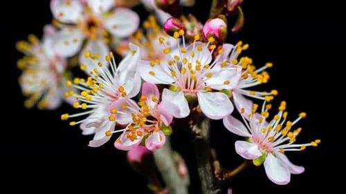 Time Lapse of Pink Blossom Opening on Branch