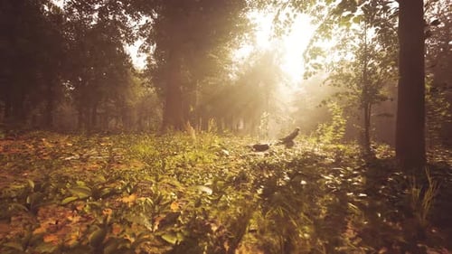 Golden Sunlight Filters Through Trees in a Serene Forest Setting