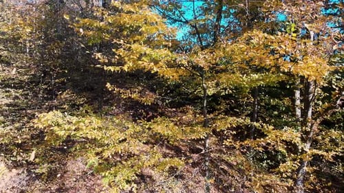 Drone Shot of Autumn Forest on Sunny Day