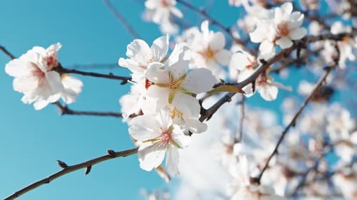 White Spring Flowers Blooming Against Blue Sky