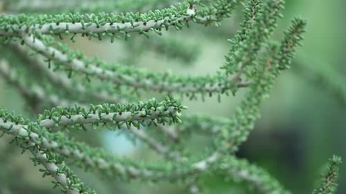 Vue rapprochée et mouvement de la caméra du côté gauche du camion depuis une plante de Ceraria namaquensis.