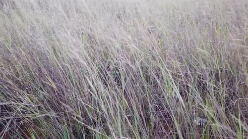 close-up of grass in the wind.