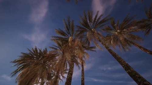 Tropical Palm Trees Swaying Under a Moving Blue Sky