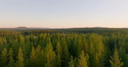 Flying Over Forest Of Spruce Trees And Calm Lake In Swedish Lapland During Summer. Midnight Sun Scen