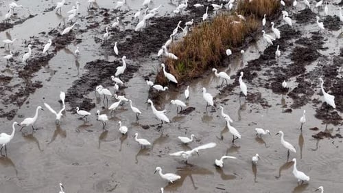 Aerial View of Many White Birds in Wetland