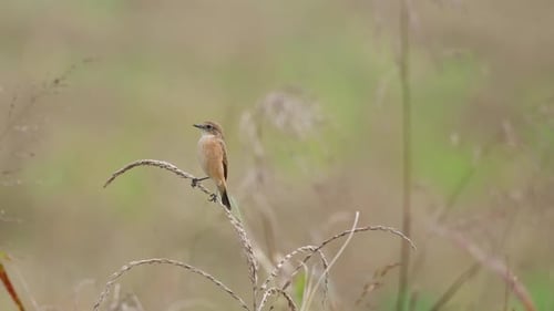 Die Kamera zoomt heraus, während Sie nach links schauen, wie auf einem Gras, Amur Stonechat oder Stejnegers Stonecha zu sehen