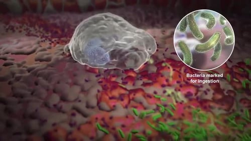 Phagocytosis Process of White Blood Cell Engulfing Bacteria