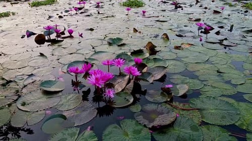 backwaters, Water lily standing wide open, pond river sea, Water lily blooming, Beautiful aerial sho