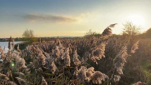 Golden Reeds Swaying by Lakeside at Sunrise