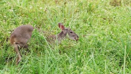 Deer Grazing Peacefully in Green Grassy Field