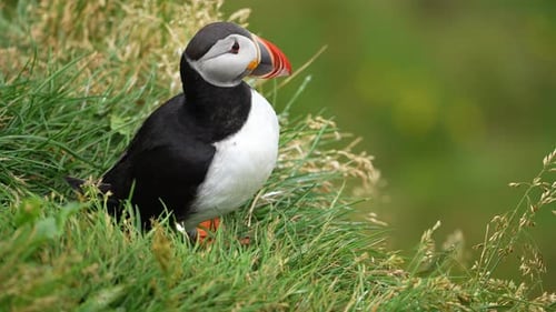Close Up of a Puffin on a Grassy Cliff in Iceland
