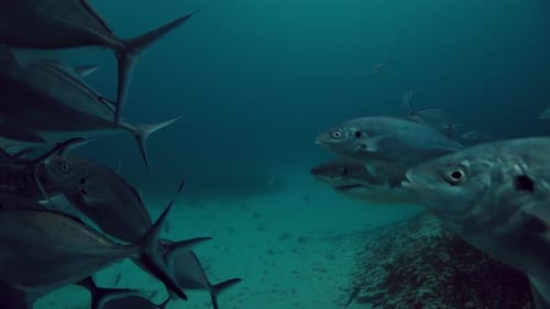Great White Shark Carcharodon carcharias Neptune Islands South Australia 4k slow motion 50fps