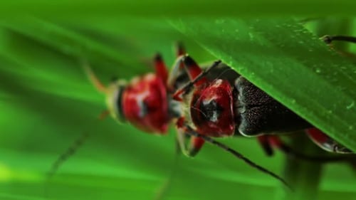 Vertical video pair of mating beetles firefighters crawling on the grass
