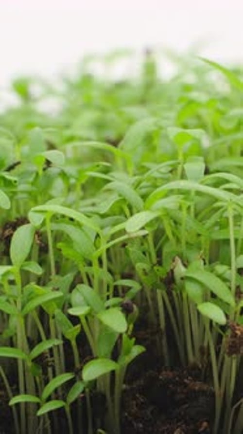 Close-up time-lapse of small plant sprouting from seed in soil, showing early growth stages.