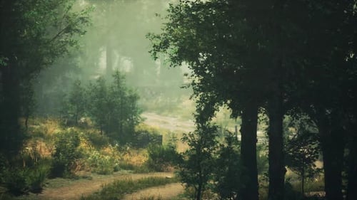 A Winding Path Through a Lush Forest