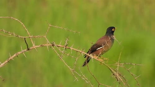 Common Myna in tree - relaxing .