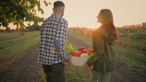 Farmers Harvesting Vegetables at Sunset