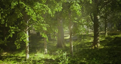 Lush Green Forest Landscape with Sunlight Filtering Through Trees