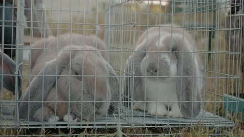Rabbits of different breeds at the local bird and animal market in the afternoon