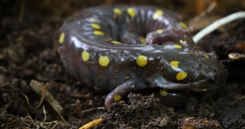 Close-up of Spotted Salamander on Ground