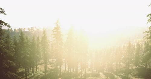 Sunlight Filters Through Tall Trees in a Lush Forest During Morning Hours