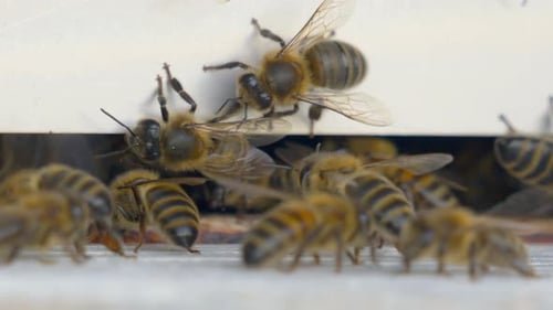 shot showing group of bees entering bee house after gathering pollen.