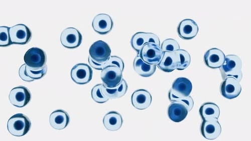 Microscopic Blue Cells Move In A Loop Against White Background