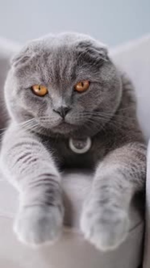 Süße schottische Faltenkatze mit orangefarbenen Augen, die bequem zu Hause herumlungert, vertikales Video