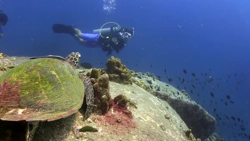 Scuba Diver and Sea Turtle on Coral Reef