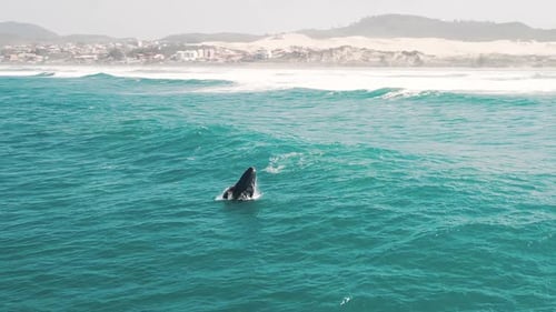 La ballena franca austral rompe la Eubalaena Australis La madre y la cría de la ballena franca nadan cerca
