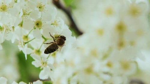 Bee on White Blossoms Collecting Pollen in Springtime
