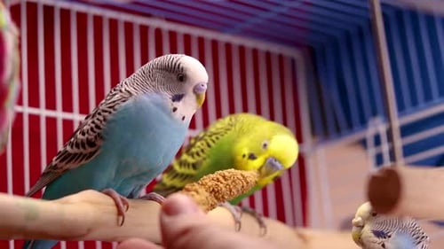 Feeding the most caring green father budgie with some millet seeds. Baby blue budgie is just relaxed