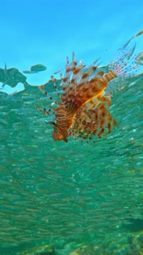 Lionfish Underwater Surrounded by School of Fish