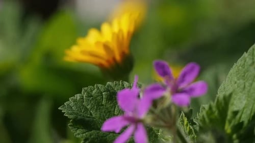 Farbenfrohe, wunderschöne Frühlingsblumen, die draußen unter der Sonne blühen. Nahaufnahme, Fokus von Yel
