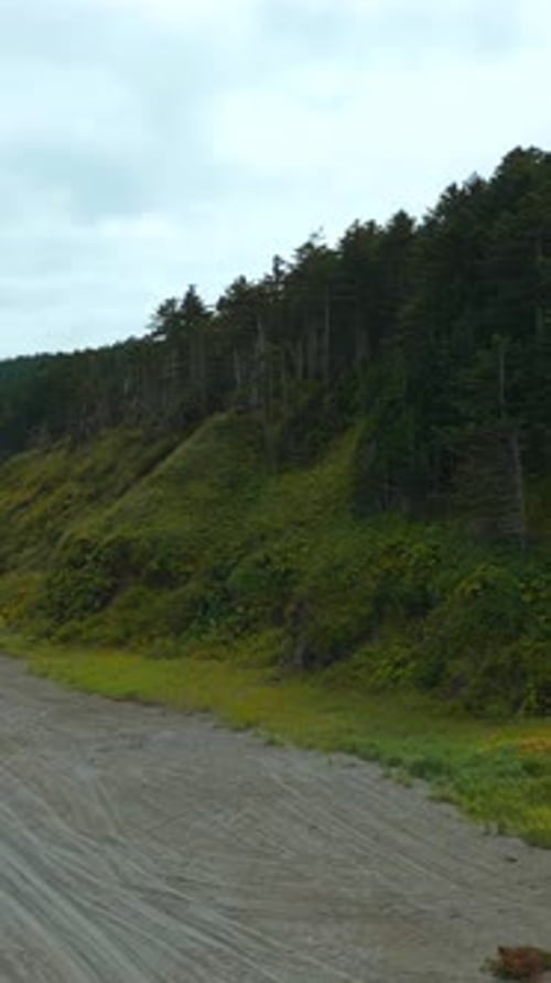 Top View of Beautiful Coast with Dense Forest Clip Coastline of Sea on Crest of Dense Green Forest