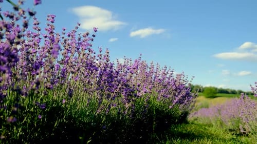 Lavender Blooms on the Field Selective Focus