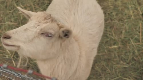 Close Up a White Goat.