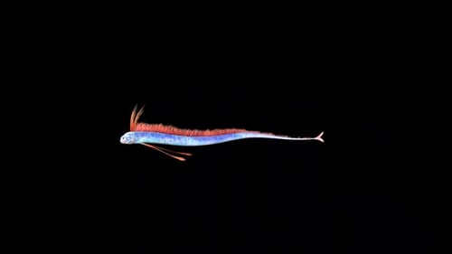 Two Largehead Hairtail Swim